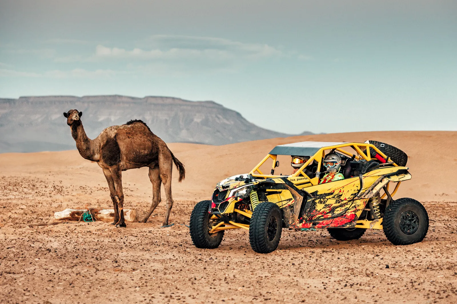 Buggy Can-Am Maverick junto a un camello en el desierto del sur de Marruecos