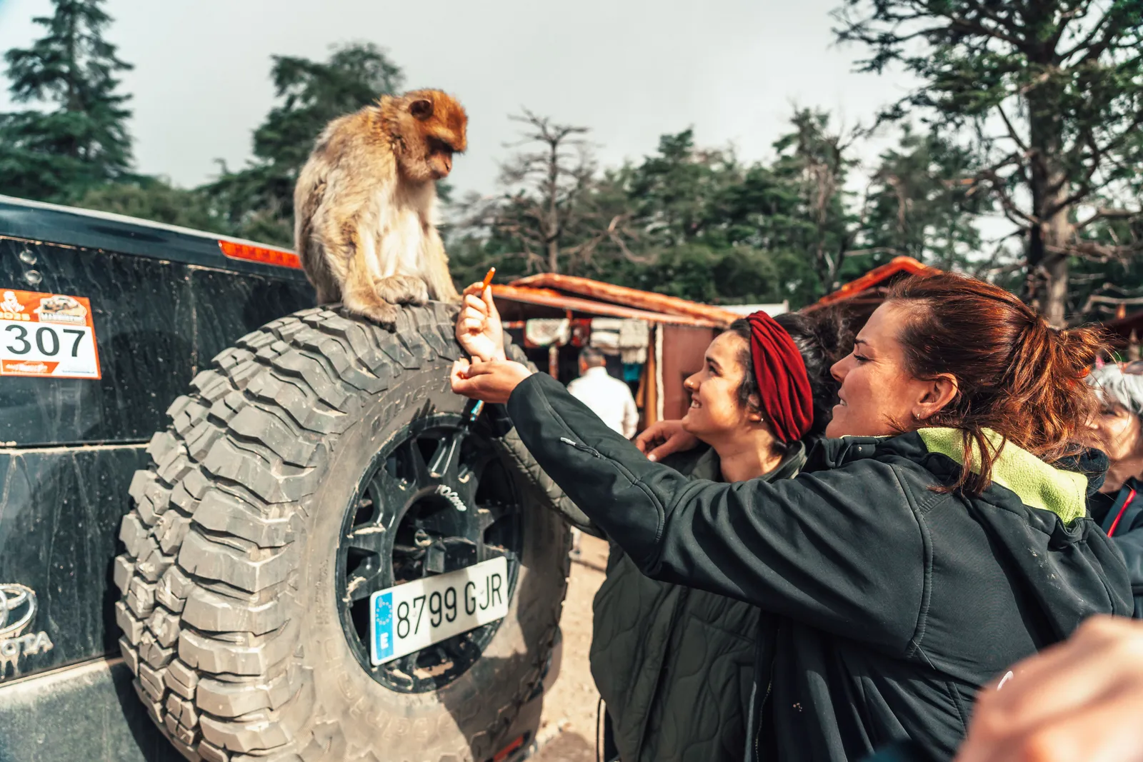 Turistas dando de comer a un mono berberisco sobre una rueda de repuesto en el Atlas marroquí